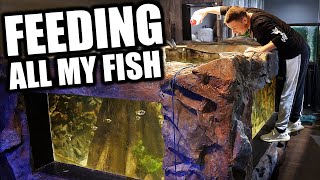 FEEDING ALL MY FISH - The king of DIY aquarium gallery