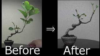 【ミニ盆栽：mini bonsai】姫リンゴ‐1　剪定　【Malus prunifolia‐1】How to mini-Bonsai