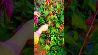 Farmers harvest red spinach leaves #shorts