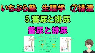 【いちぷら塾】生理学　7排泄　5 畜尿と排尿