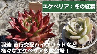 【サボテン相談室 羽兼直行】冬にきれいな多肉植物。（エケベリアを主に10種紹介！）