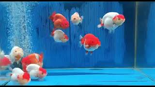 Daily Fish GOLDFISH ត្រីកន្ទុយបី Ranchu, Ranchu cow, Panda TBO-3