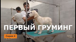 ЩЕНОК В ГОРОДЕ - 4 серия / Первый груминг