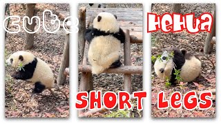 HeHua's Legs are shorter than her tail 短腿和花 ❤️ Cute Panda