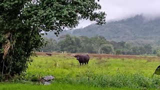 Beautiful #bukidnon