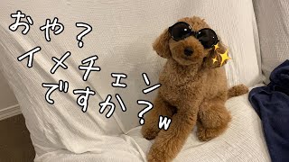 ママのイタズラで愛犬が可愛く大変身した！？【トイプードルそぼろ＆ニコ】