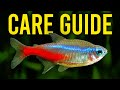 Neon Tetra Care Guide - Aquarium Co-Op