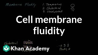 Cell Membrane Fluidity Cells Mcat Khan Academy