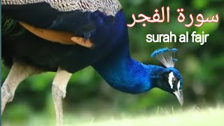 Surah Al-fajr full | Beautiful quran recitation | Learn Surat fajr | Tilawat Quran | qarimubashar786