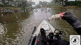 When the Big Cods come out to play l Murray Cod l The Casting Call