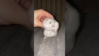 Dancing Hamster!