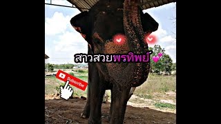 พรทิพย์คิดถึงพลายโค้กนะค่ะ🐘💗