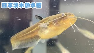 やりすぎ日本淡水魚水槽　ただナマズが泳ぐ動画　ガサガサタイムズ