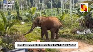 മാനന്തവാടി ടൗണിൽ ഇറങ്ങിയ കാട്ടാനയെ  മഴക്കു വെടി വെക്കുന്ന ദൃശ്യം