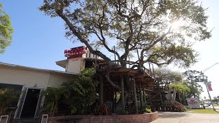 Dine in the canopy at Norwood's Treehouse in New Smyrna Beach