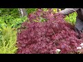 About Japanese maples