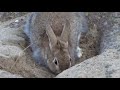 ２０１７海ノ中道海浜公園　動物の森　ウサギさん！可愛い。