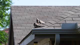 Mourning Dove Pair