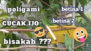 Ternak Cucak Ijo dikandang sederhana