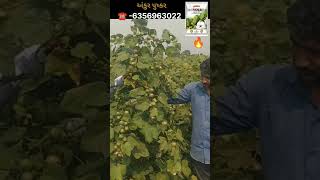 Ankur Pushkar fire 🔥 in cotton production l અંકુર પુષ્કર કપાસબીજ  l #कपास अधिक उपज देने वाली किस्म