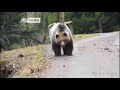 MOTOCICLISTA A TU PER TU CON L'ORSO