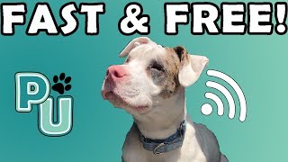 How To Update Your Dog's Microchip