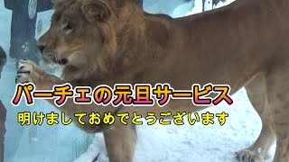 パーチェのお正月のおもてなし🦁美吼えとガシガシ