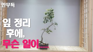 26. 잎 정리, 잎 따기 이후 해야하는 필수 작업 I 좋은 분재로 배양하는 기술