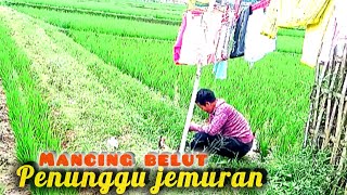 BERKAH MANCING BELUT DI MUSIM HUJAN, BANYAK BELUT PADA LAPAR