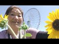 りんぐの今日の葛西臨海公園のひまわり畑と大観覧車🌻🎡2【2023.7.16】