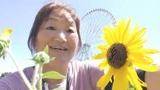 りんぐの今日の葛西臨海公園のひまわり畑と大観覧車🌻🎡2【2023.7.16】