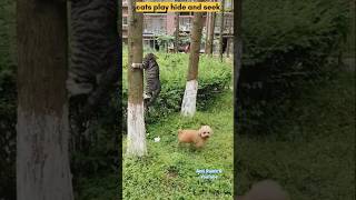 cats play hide and seek #cat #cute #cats #cutecat #catvideos #shorts