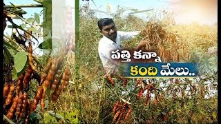 Jaikisan TS | 28th Jan '20 | కొలంబో రకం కంది సాగు చేస్తున్ననల్గొండ జిల్లా యువరైతు