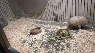 行ったり来たり、結構素早くアルマジロ(上野動物園)／Armadillo (Ueno Zoo \u0026 Aquarium) has come and go, quite quickly,