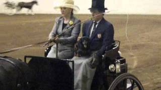 CAA Carriage Classic - Carriage Dog Class - dachshund