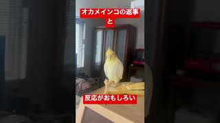 【大爆笑😊】オカメインコの返事と反応がすざましく面白すぎる #shorts #オカメインコ #ペット #ルチノー #cockatiel #かわいい