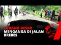 Ngeri! Jalan Amblas di Brebes Ciptakan Lubang Besar Akibat Rusaknya Gorong-gorong Sungai Cipedes