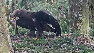 Mazais ērglis~Breakfast for Perle by Mom~10:40 AM  2021/08/04