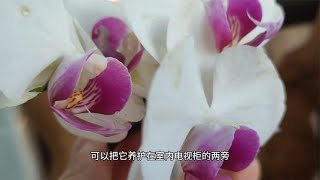 蝴蝶兰开花后，牢记4点，开花久花色艳丽