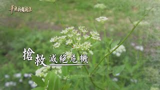 刻不容緩 搶救滅絕危機 單元1｜一顆種子 一個希望｜華視新聞雜誌 EP2267 2021.04.02