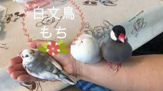 白文鳥もち1