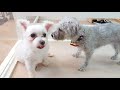 マルプーとマルチーズとポメプー　🐶ひみつきちなう！ 1🐶 チワワ 柴犬 ミックス犬 2020年7月5日