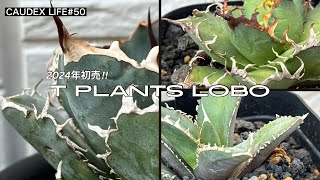 【CAUDEX LIFE #50】アガベ好きの聖地「T Plants Lobo」2024年の初売りで見つけた最高のアガベ3株をお見せします