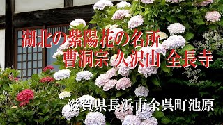 湖北の紫陽花の名所  曹洞宗 久沢山 全長寺