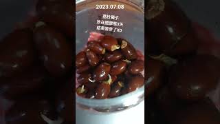 荔枝種子裝在塑膠瓶，第3天發芽了！？怎麼辦才好呢？！2023.07.08(歡迎收藏，播放清單：果園 )