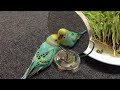 アントニオ猪木モノマネ　おしゃべりインコ