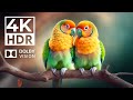 4K HDR Video ULTRA HD Dolby Vision - Dolby Atmos | with Cinematic Sounds (Animal Colorful Life)