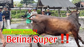 MANTRI HEWAN NYERAH‼️SAPI BETINA SUPER BIKIN HEBOH WARGA PASAR🔥#sapi #cow #bull #sapibetina #toros