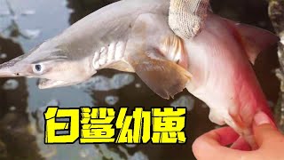 【English sub】海域鲨鱼群出没，小章赶海捡到两只白鲨，还有一只大水母，运气爆棚了【赶海小章】