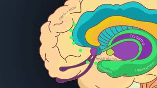 The Brain Inc.: How Does the Brain Process Emotions?